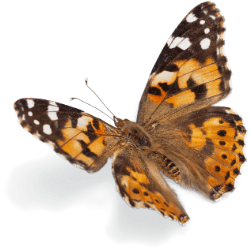 butterfly trans Cyndi darnell sex therapist NYC