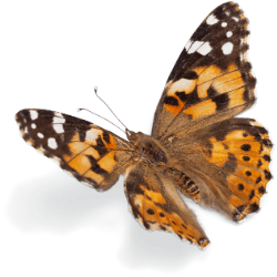 butterfly trans Cyndi darnell sex therapist NYC